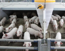 Середньоринкова ціна на живець свиней зросла на 1%